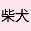 柴犬ココさん