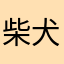 柴犬コロコロ