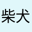 柴犬女性