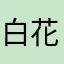 白花12