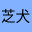 芝犬K